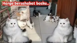 harga bersahabat, kucing angora,peknose,persia, ready jantan dan betina