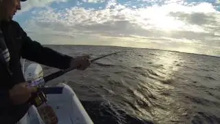 Mega Dorsch / Kabeljauw / Torsk Spodsbjerg Langeland 2013 - SDM Fishing