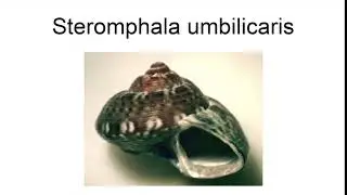Steromphala Umbilicaris