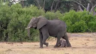 Newborn Elephant baby learning how to stand and walk with help of its mother!!! #elephant