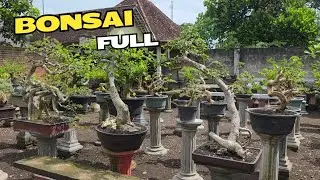 Cek Bonsai Di Kolaborasi