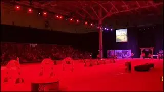 SuperDogs show at 2025 CNE