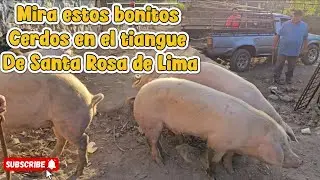 Comercio de Cerdos Tiangue de Santa Rosa de Lima, La Unión 