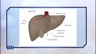 Liver and Metabolism - Overview | Biochemistry II (Theory) | BIO506T_Topic183