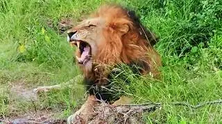 Dominant Ndhzenga Male Lions Roaring | Sabi Sands | 11 February 2026