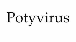How to Pronounce Potyvirus