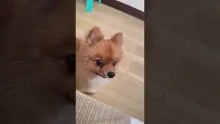 So cute my moggy #beautiful #pomeranian #satisfying #shortvideo #shorts