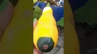 harvesting different variety of Zucchini (Summer Squash) || Yellow Green  || Rashmi a Nature Lover