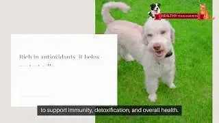 Augmented NAC - Flea Free Food Supplement
