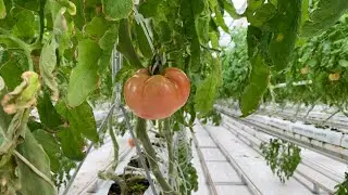 SOĞUK HAVADA ÜRETİLEN DOMATESLER AVRUPA'YA İHRAÇ EDİLİYOR... - NETGREEN SİVAS