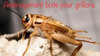 TUTOS : am&eacute;nagement boite pour grillons