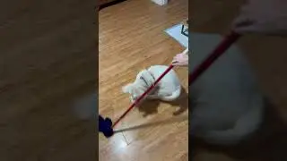 Hardworking puppy #cutepuppy #dog #funnypuppy #usa #military #navy