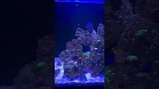 морской аквариум 3 месяца #aquarium #aquariumfish #reeftank #aihashtag #aquariumcase