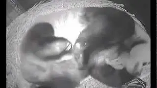 Panda Cub 12 Day Update
