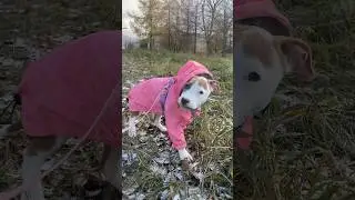 Амстафф Белла 2,5 месяца💕 коровка 🐮 #амстафф #щенок #стафф #стаффорд