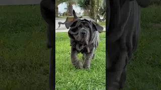 𝐌𝐚𝐬𝐭𝐢𝐧𝐨 𝐍𝐚𝐩𝐨𝐥𝐞𝐭𝐚𝐧𝐨😍Duny #mastinonapoletano #neapolitanmastiff #dogvideo