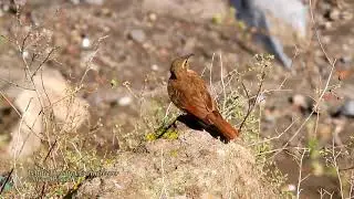 White-throated Earthcreeper 01 - Chihuata, Arequipa.