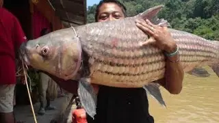Ikan Temoleh Tasik Wetland Putrajaya 2014