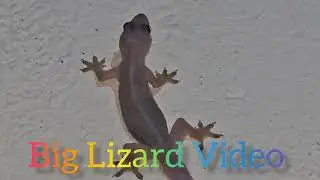 Big Lizard Video lizard #gecko #lizard #Short 