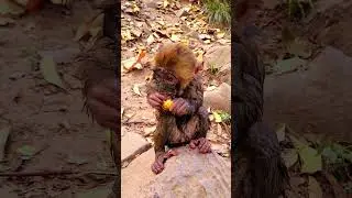 monkey fall down.  #animals #money #angkormonkey #monkey