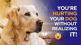 10 Everyday Things That Hurt Your Dog&rsquo;s Feelings