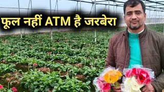 फूल नहीं ATM 🏧 है जरबेरा, 1 बार लगाओ 6 साल तक झमाझम कमाओ, किसानों के लिए है जैकपॉट Gerbera 🌼farming🧺