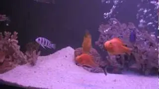 Cichlid Tank - Revision 1