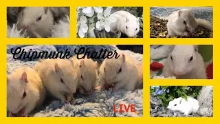 CHIPMUNK CHATTER *live* Q & A (1) Welcome to the first live of 2021!