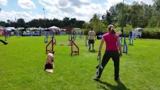 NOYTCB Mr Freeze - Kai - Jumping Action4Dogs