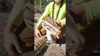 Want to know how strong this snake's coils are? #python #animalfacts #fyp