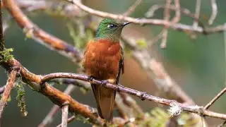Chestnut-breasted Coronet in Ecuador.