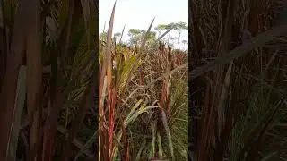 60 days old Red Napier grass for Dairy farms in Tamil Nadu @ 9790987145 #rednapier