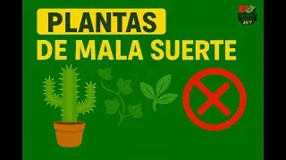 16 Plantas de Mala Suerte que Nunca Debes Tener en Casa 🚫🌿 | Evita Energ&iacute;as Negativas&rdquo;