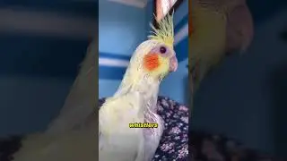 Cockatiel