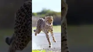 Mr beast vs leopard 🐆 #wildlife #gaming #automobile #animals #leopard
