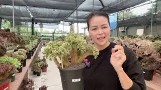 Aeonium crest on sale part 1 at Mimi&rsquo;s nursery 714-489-1876