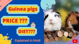 guinea pig diet || guinea pig price in india || guinea pig india  || guinea pig food || guinea pig .