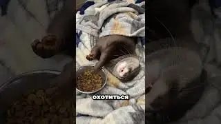 Выдра- пушистый психопат