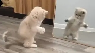Cats behavior that makes you laugh 😹
