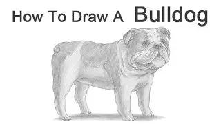 How to Draw a Dog (English Bulldog)
