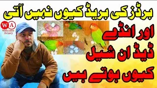 Love birds || برڈز کی بریڈ کیوں نہیں آتی || Birds Eggs Dead in Shell || Welcome Aviary official