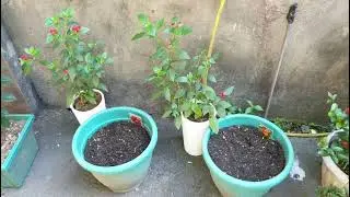 Planting Tomatoes, Poppies and Cosmos