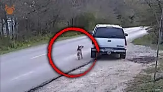 Dog Daddy Dumps Baby Girl on Fathers Day & We Locate Her Lying Owner - Big League Texas Rescue