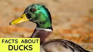 Duck Facts for Kids | Interesting Educational Video about Ducks for Children | Fun Facts