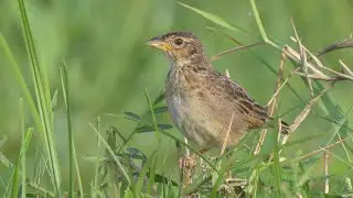 Horsfield's Bushlark - Vocalizing