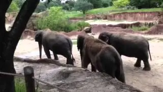 Submissive Elephant Behaviors