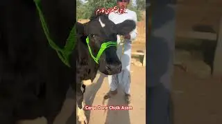 Sold Out || Cargo Done || Foji Bachdi Farm Taunsa Sharif #dairyherd #dairy #dairycrisis