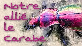 Notre alli&eacute; le carabe