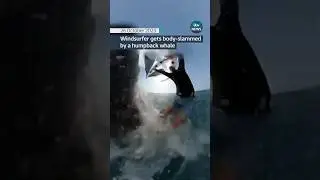 Windsurfer body-slammed by whale #itvnews #news #australia #windsurfing #whales