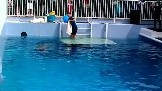 Winter the Dolphin Training Session April 2014